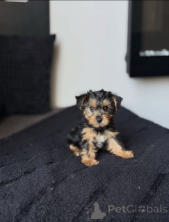 Photo №2 to announcement № 176121 for the sale of beaver yorkshire terrier - buy in United States breeder