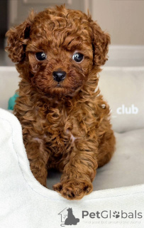 Photo №2 to announcement № 164031 for the sale of poodle (toy) - buy in Finland private announcement, from the shelter