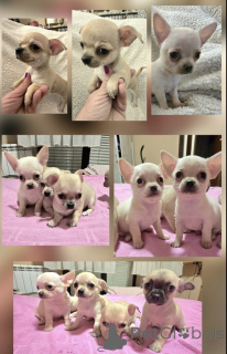 Photo №1. chihuahua - for sale in the city of Zrenjanin | negotiated | Announcement № 168864