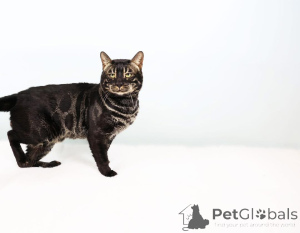 Photo №1.  - for sale in the city of Wels | 706$ | Announcement № 153408