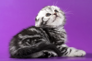 Photo №4. I will sell scottish fold in the city of Minsk. from nursery - price - 400$