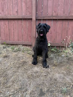 Photo №2 to announcement № 172795 for the sale of giant schnauzer - buy in Hungary 