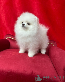 Photo №1. pomeranian - for sale in the city of Cologne | 280$ | Announcement № 119130