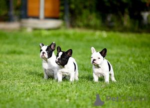 Photo №3. French bulldog puppies from first-class breeding. Serbia