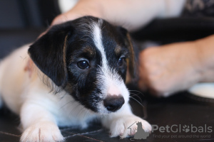 Photo №4. I will sell jack russell terrier in the city of St. Petersburg. from nursery - price - negotiated