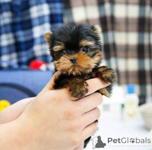 Photo №2 to announcement № 163973 for the sale of yorkshire terrier - buy in Finland private announcement, from the shelter