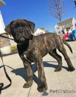 Photo №3. Bull Mastiff Puppies. Switzerland