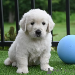 Photo №1. golden retriever - for sale in the city of Manchester | 1032$ | Announcement № 165700