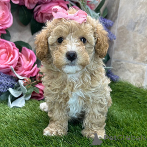 Photo №2 to announcement № 168600 for the sale of poodle (toy) - buy in Belgium private announcement