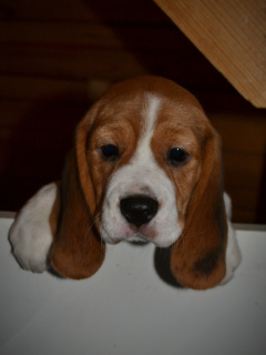 Photo №1. beagle - for sale in the city of St. Petersburg | Negotiated | Announcement № 4145
