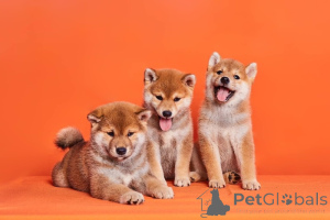 Photo №1. shiba inu - for sale in the city of Joondalup | Is free | Announcement № 134902