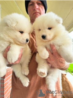 Photo №1. samoyed dog - for sale in the city of Stockholm | negotiated | Announcement № 113250