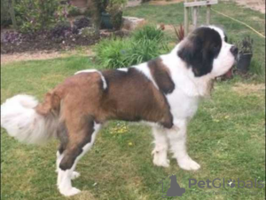 Photo №1. st. bernard - for sale in the city of Berlin | 300$ | Announcement № 70946