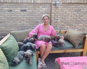 Photo №4. I will sell cane corso in the city of Bečej. breeder - price - negotiated