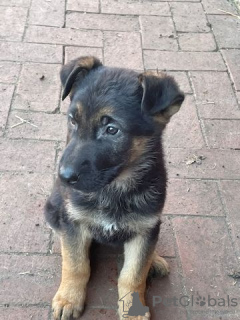 Photo №2 to announcement № 71689 for the sale of german shepherd - buy in Australia private announcement, breeder