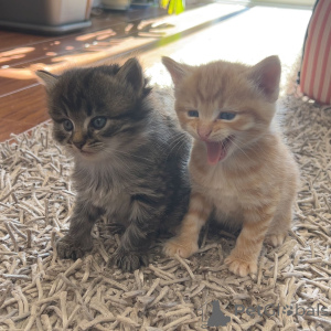 Photo №1. maine coon - for sale in the city of Murau | 362$ | Announcement № 144497