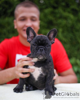 Photo №2 to announcement № 128712 for the sale of french bulldog - buy in Germany private announcement
