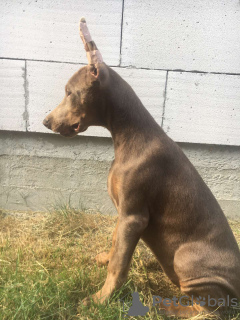 Photo №1. dobermann - for sale in the city of Kiev | negotiated | Announcement № 11442