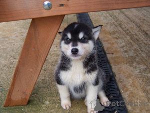 Photo №1. siberian husky - for sale in the city of Bayerbach | negotiated | Announcement № 47602
