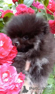 Photo №1. pomeranian - for sale in the city of Москва | 1551$ | Announcement № 11015