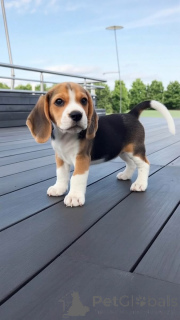 Photo №1. beagle - for sale in the city of Nyor | negotiated | Announcement № 168399