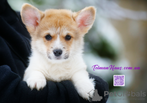 Photo №1. welsh corgi - for sale in the city of Donetsk | 845$ | Announcement № 83272