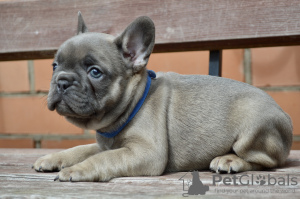 Photo №4. I will sell french bulldog in the city of Minsk. breeder - price - negotiated