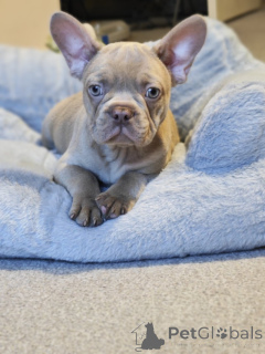 Photo №4. I will sell french bulldog in the city of Mississippi state. private announcement - price - 1000$