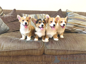 Photo №1. welsh corgi - for sale in the city of Москва | 1187$ | Announcement № 11127