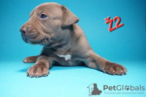 Photo №2 to announcement № 114050 for the sale of bull terrier - buy in Serbia 