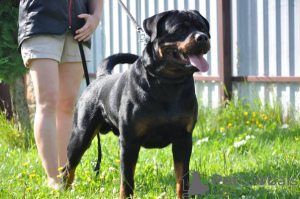 Photo №2 to announcement № 42474 for the sale of rottweiler - buy in Belarus from nursery