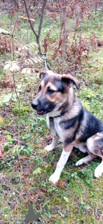 Photo №4. I will sell non-pedigree dogs in the city of Moscow river. private announcement - price - Is free