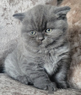 Photo №2 to announcement № 153885 for the sale of british shorthair - buy in Belgium private announcement
