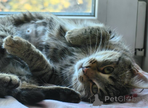 Photo №1.  - for sale in the city of Khimki | Is free | Announcement № 156956