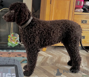 Photo №2 to announcement № 175730 for the sale of irish water spaniel - buy in Germany private announcement