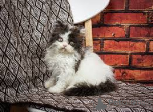 Photo №2 to announcement № 164262 for the sale of selkirk rex shorthair - buy in Belgium private announcement, breeder