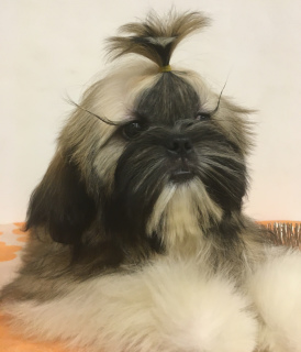 Photo №1. shih tzu - for sale in the city of Gomel | Negotiated | Announcement № 4798