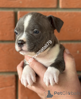 Photo №2 to announcement № 146123 for the sale of american bully - buy in Russian Federation breeder