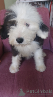 Photo №2 to announcement № 38814 for the sale of bobtail - buy in Serbia breeder