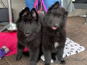 Photo №1. groenendael dog - for sale in the city of Brussels | 1032$ | Announcement № 162417