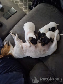 Photo №2 to announcement № 131274 for the sale of jack russell terrier - buy in Norway private announcement