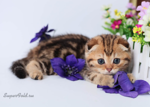 Photo №1. scottish fold - for sale in the city of Комрат | 547$ | Announcement № 6236