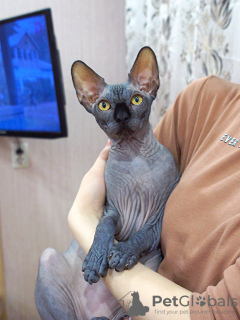 Photo №1. sphynx-katze - for sale in the city of Ivanovo | negotiated | Announcement № 19333