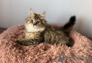 Photo №2 to announcement № 103334 for the sale of british longhair - buy in Lithuania from nursery