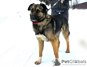 Photo №1. non-pedigree dogs - for sale in the city of Москва | Is free | Announcement № 93110