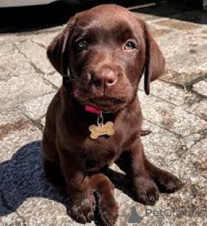 Photo №3. Labrador Retriever puppies for sale. United Kingdom