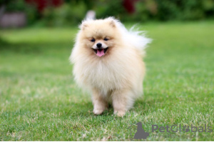 Photo №1. pomeranian - for sale in the city of Мерсин | negotiated | Announcement № 111734