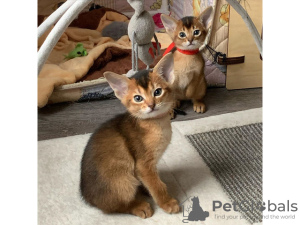 Photo №1. abyssinian cat - for sale in the city of Zürich | 264$ | Announcement № 117709