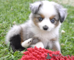Photo №1. australian shepherd - for sale in the city of Берлинген | Is free | Announcement № 11122