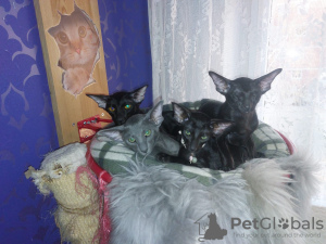 Additional photos: Stunning Pure Black Oriental pet & breed (WCF)